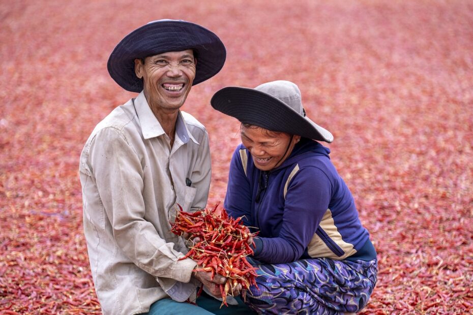 farmers, harvesting, chili peppers-6530445.jpg